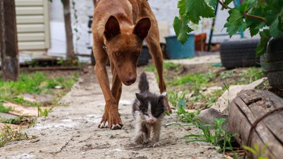 Uważaj na wściekliznę - sprawdź jak się przed nią chronić