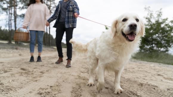 Dogoterapia dla serca – czy posiadanie psa może poprawiać zdrowie?