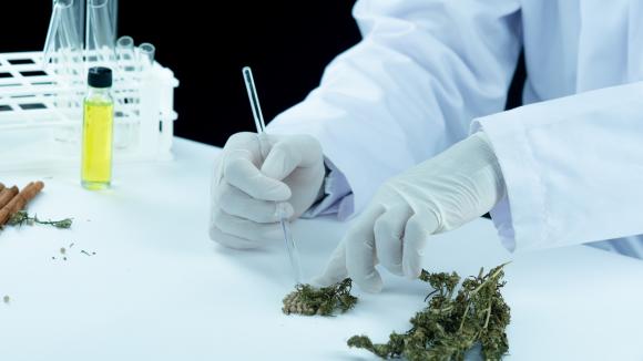 Cosma S.A. będzie wkrótce dystrybuować surowce farmaceutyczne z CBD i THC na polskim rynku
