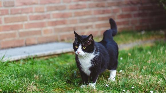 Komunikat URPL w związku ze stwierdzeniem przypadków infekcji wśród kotów domowych spowodowanych wirusem grypy A/H5N1