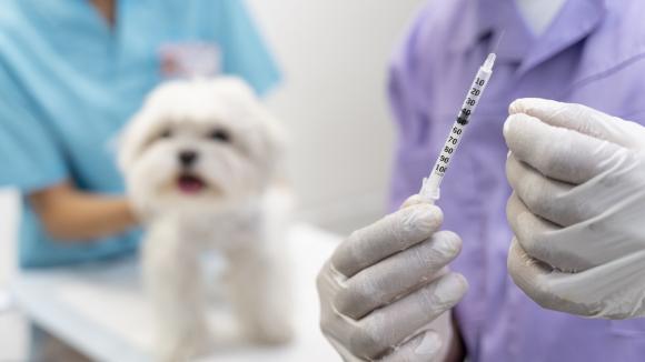Nowa ustawa refundacyjna ograniczy także dostępność leków dla zwierząt?