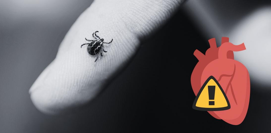 0,3–4% przypadków boreliozy kończy się powikłaniami sercowymi – zagrożenie, o którym mało się mówi