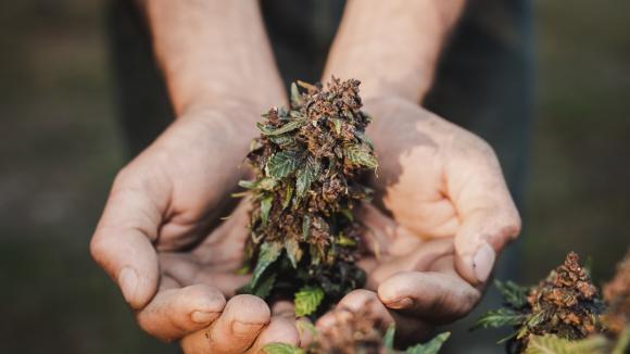 Marihuana najczęściej używaną substancją psychoaktywną po alkoholu i nikotynie – wyniki badania PolDrugs 2025