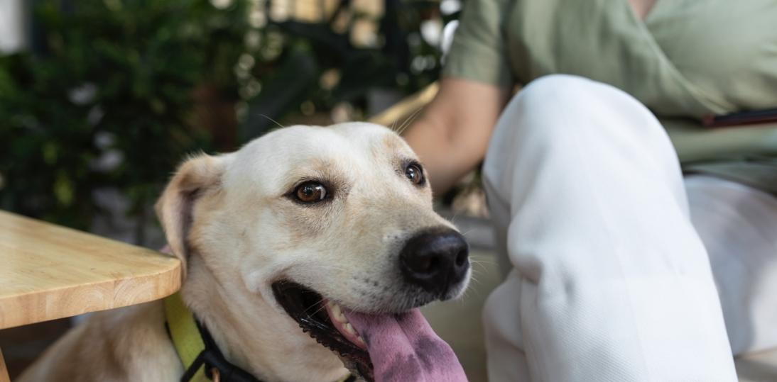 Zwierzęta odwiedziły pacjentów w szpitalu. Pilotaż w Legnicy pokazał, jak ważne są potrzeby emocjonalne chorych