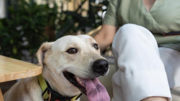 Zwierzęta odwiedziły pacjentów w szpitalu. Pilotaż w Legnicy pokazał, jak ważne są potrzeby emocjonalne chorych