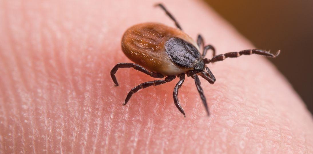 U kleszczy afrykańskich obecnych w Polsce wykryto patogenne, egzotyczne bakterie
