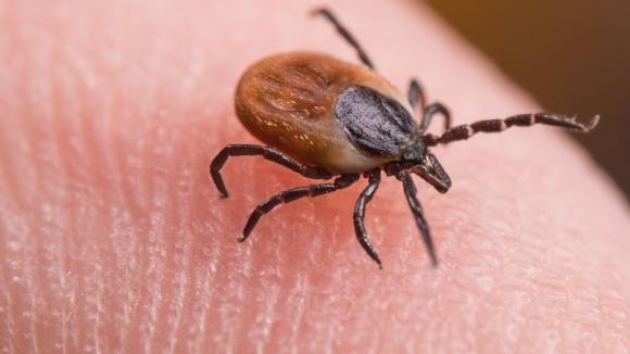 U kleszczy afrykańskich obecnych w Polsce wykryto patogenne, egzotyczne bakterie