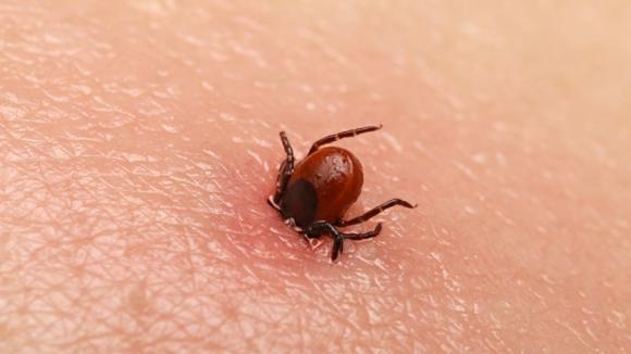 Wzrost liczby zakażeń wirusem KZM w Polsce. Coraz więcej osób deklaruje kontakt z kleszczami w ostatnim roku