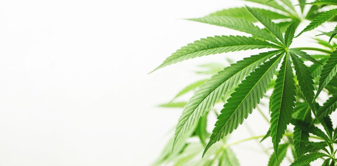 Medyczne konopie w Polsce: rynek rośnie, pacjenci płacą, a krajowa uprawa wciąż pozostaje bardziej projektem niż rzeczywistością