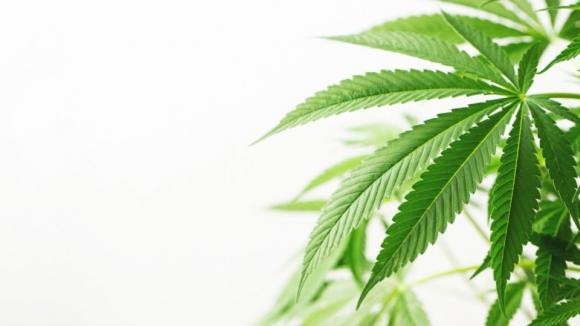Medyczne konopie w Polsce: rynek rośnie, pacjenci płacą, a krajowa uprawa wciąż pozostaje bardziej projektem niż rzeczywistością