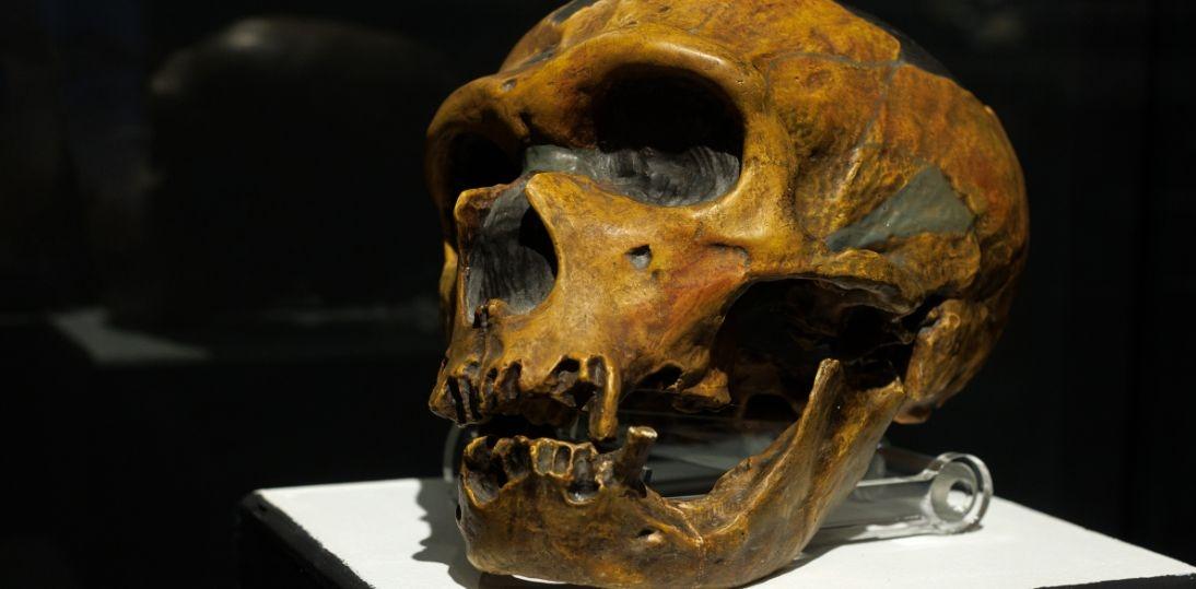 Przełom w badaniach nad neandertalczykami. Polscy naukowcy odtworzyli ich genetyczny portret