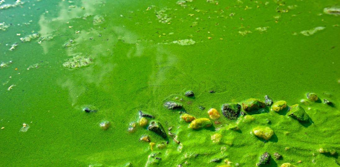 Sinice w Bałtyku stają się coraz większym problemem zdrowotnym. Dlaczego zakwity pojawiają się coraz częściej i czy kąpiel jest bezpieczna?