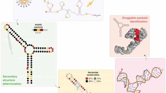 Struktura RNA genomu koronawirusa SARS-CoV-2 szczegółowo zbadana