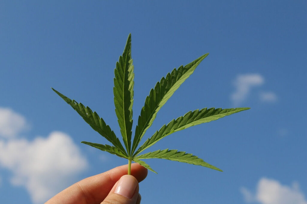 Medyczna marihuana w walce z rakiem