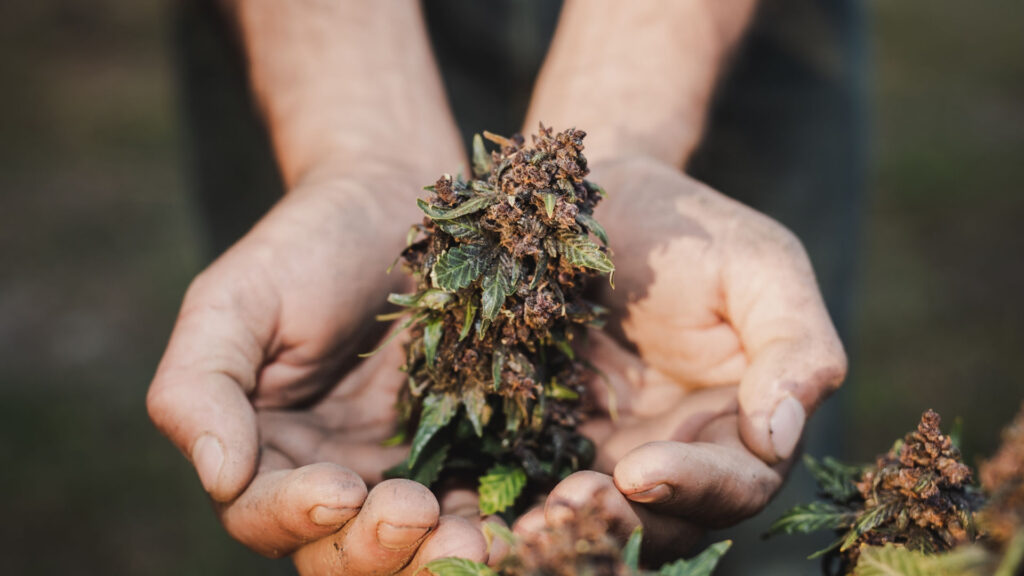 Marihuana najczęściej używaną substancją psychoaktywną po alkoholu i nikotynie – wyniki badania PolDrugs 2025