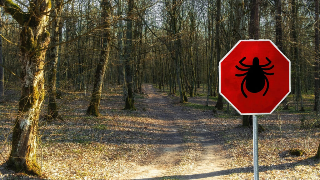 Zapalenie serca po ugryzieniu kleszcza – sprawdź na co zwrócić uwagę