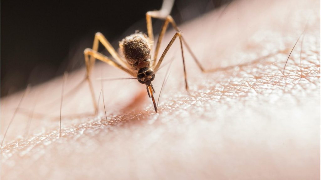 Malaria wymyka się diagnostyce i leczeniu? Niepokojące dane z Etiopii