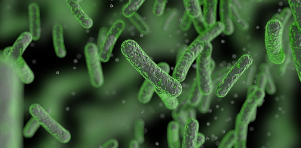 Polscy naukowcy zmodyfikowali probiotyk, który skuteczniej chronił przed zakażeniem Salmonellą