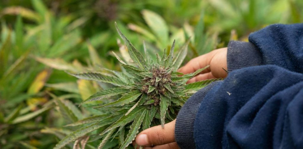 Marihuana zmniejsza stres? Badanie pokazuje, że podobnie działa placebo